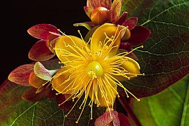 卡普空40周年纪念联名服饰将在优衣库上架